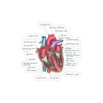 استیکر لپ تاپ استیکر لپ تاپ پزشکی - قسمت‌های مختلف قلب